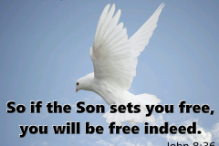 freeinchristdove